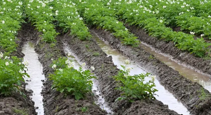 Multiple rows of potato plants with water pooling between each row. The soil appears to be way too wet.