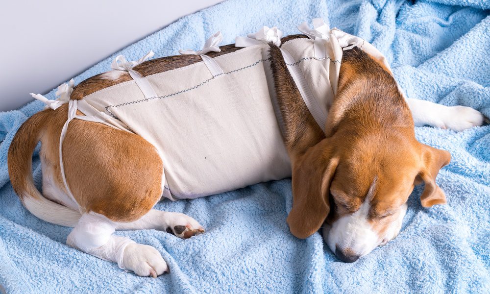 Beagle dog resting on blue blanket with body wrapped in bandage and leg bandaged, appearing to recover from surgery.