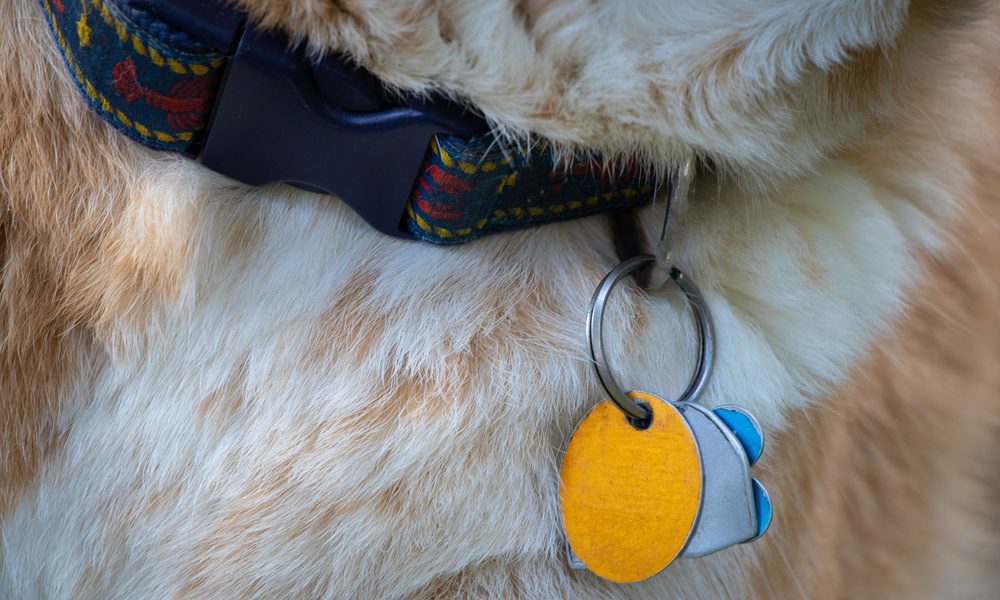A close-up of tan and white dog fur, a patterned collar with metal rings, and yellow, gray, and blue tags.