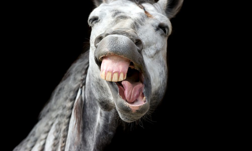A close-up of a horse with its mouth open, showing teeth and tongue against a plain black background.