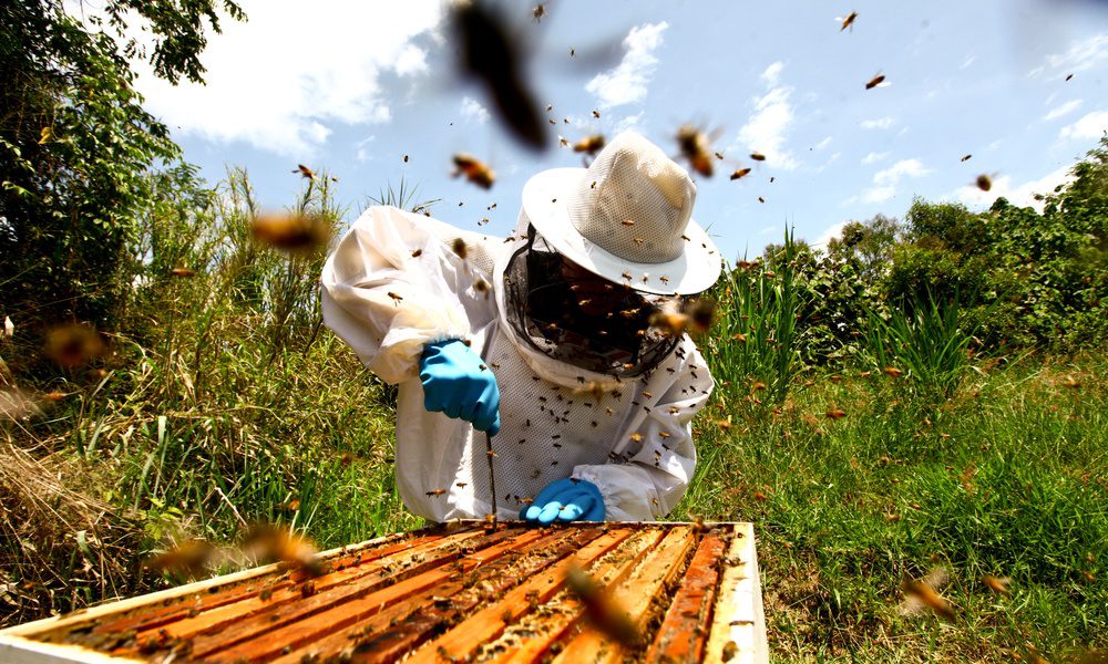 A person in a white beekeeping suit and blue gloves leaning over an open hive with bees flying nearby outdoors.