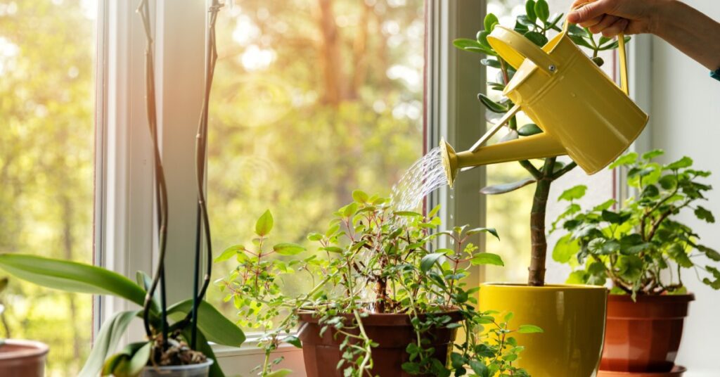 A person waters several potted houseplants with a yellow watering can on a sunny windowsill filled with lush greenery.