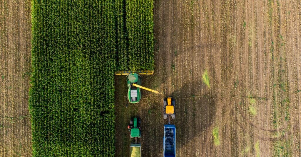 A green harvester working between tall crop rows and cut field strips with tractors and trailers nearby.